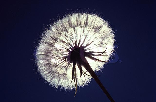 1813_23698_680.jpg