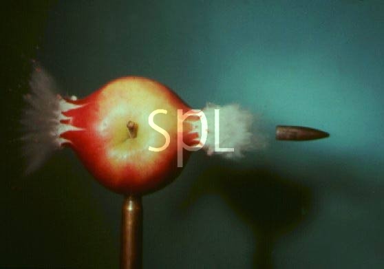 1929_24866_1203.jpg