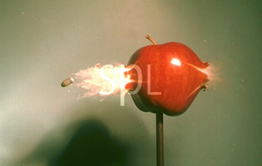 1929_24867_1204.jpg