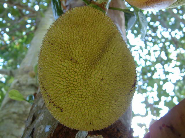 2462_30520_2163.jpg